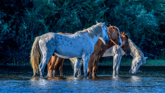 Artist Spotlight: Howard Paley