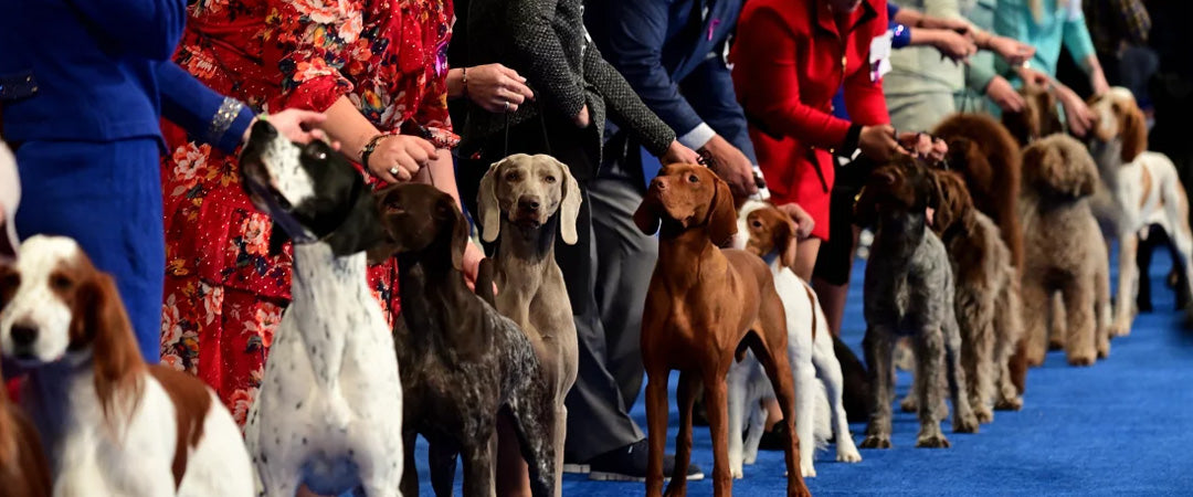 Celebrate the National Dog Show: Frame Your Memories with Golden State Art