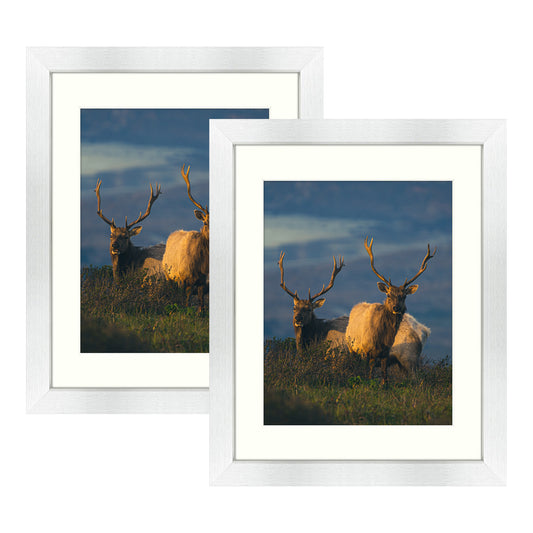 11x14 Document Frame - Displays 8.5x11 with Mat or 11x14 Inch Without Mat for Wall Mounting (12 Pack) Golden State Art